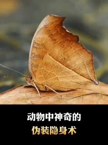 数码相机拍了照片为什么看不到