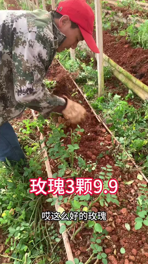 乡村小花农缩略图