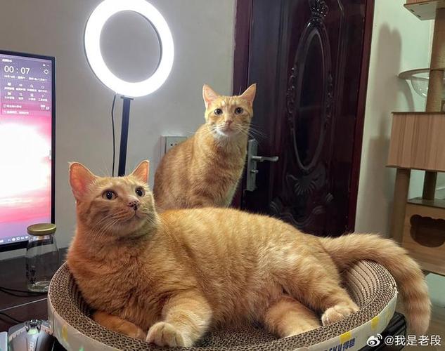 猫播直播间缩略图