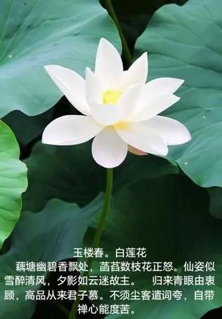 怎么对付白莲花