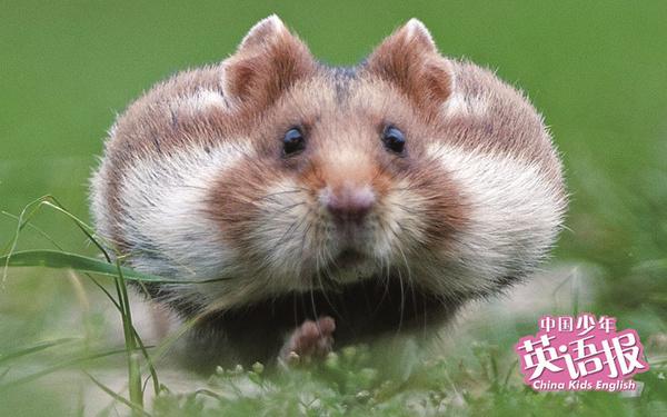 怎样看出仓鼠喜欢主人