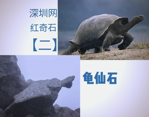 龟仙属于什么级别图标