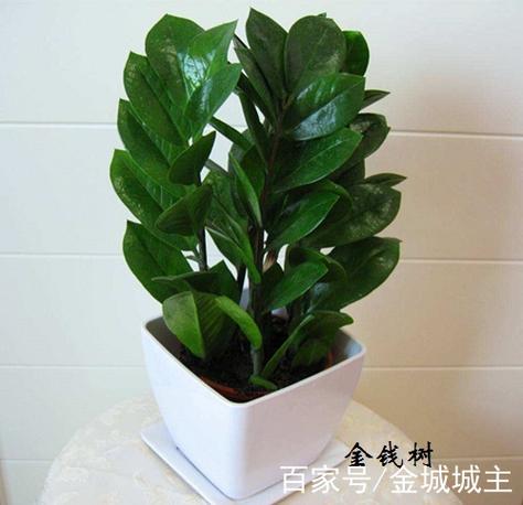 幸运金钱树赚真假缩略图
