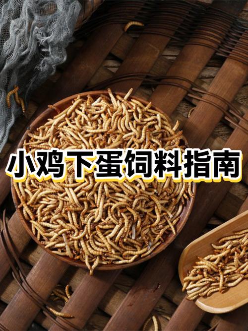 小鸡吃小米还是大米好