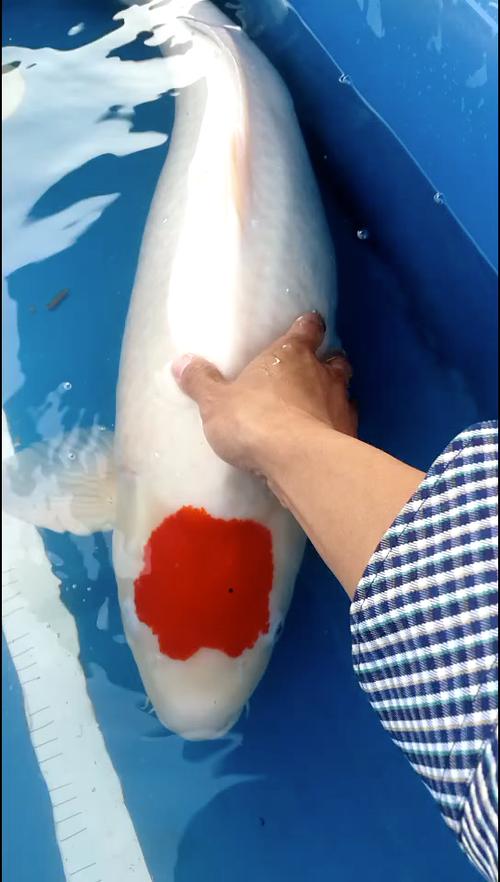 红头锦鲤缩略图