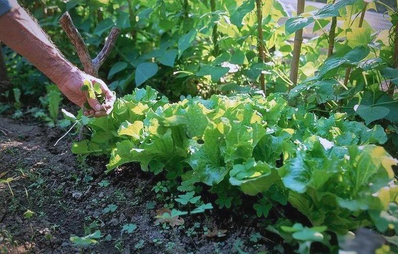 爷爷的菜地作文游戏截图