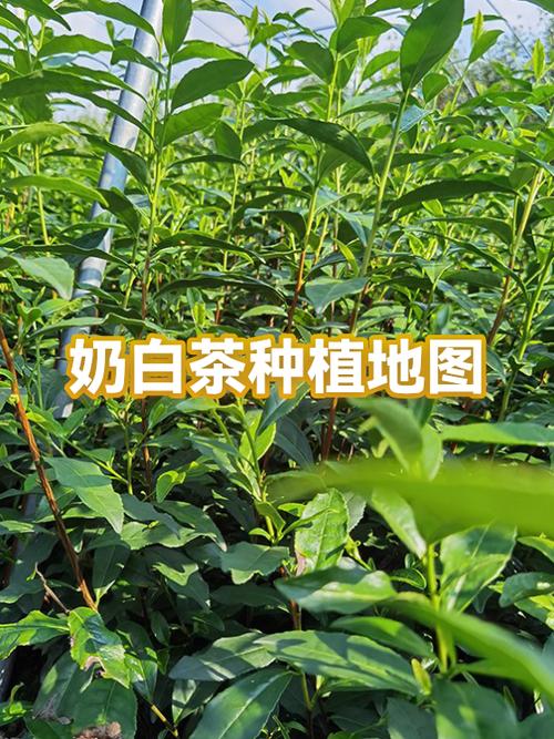 御品奶白茶多少钱一斤缩略图