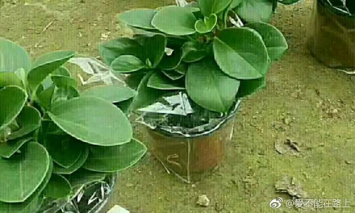 绿色转发文章赚钱平台缩略图