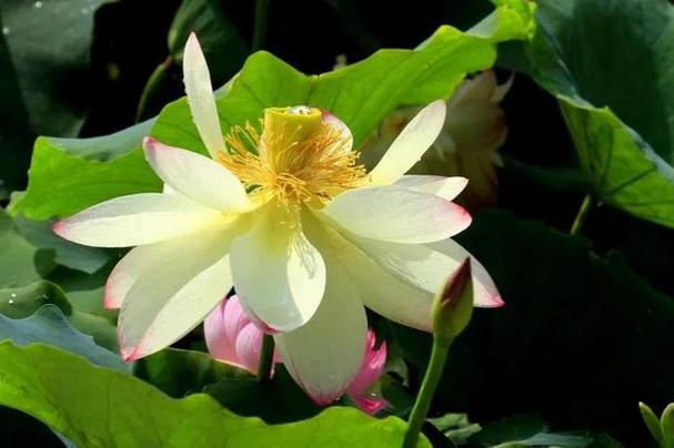 莲藕花图片