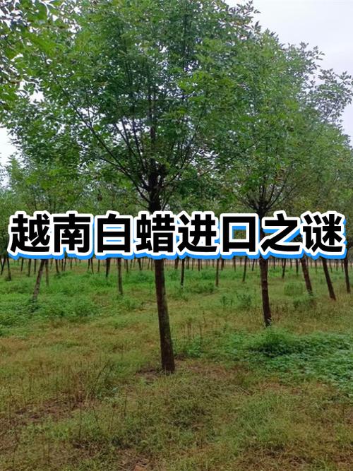 白蜡木树的图片缩略图