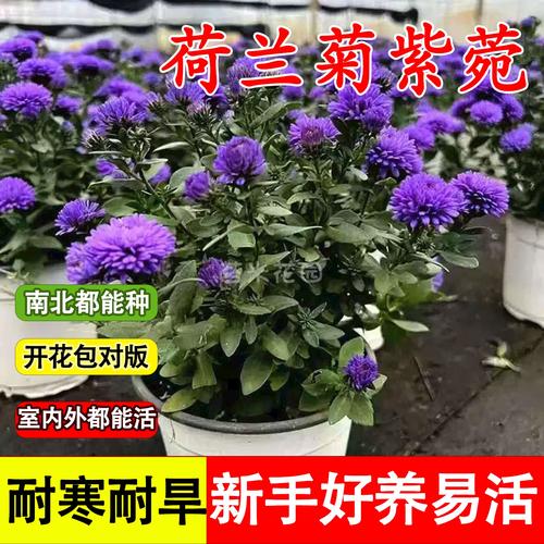 甜心花贷款app缩略图