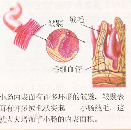 肠子txt百度网盘缩略图