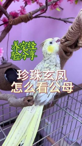 玄凤古铜珍珠和珍珠的区别图标