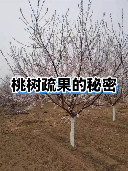 我最喜欢的植物桃树图标