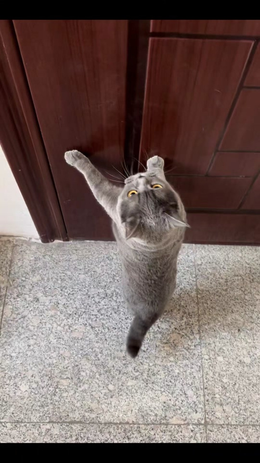 龙腾猫越爱发电官网图标