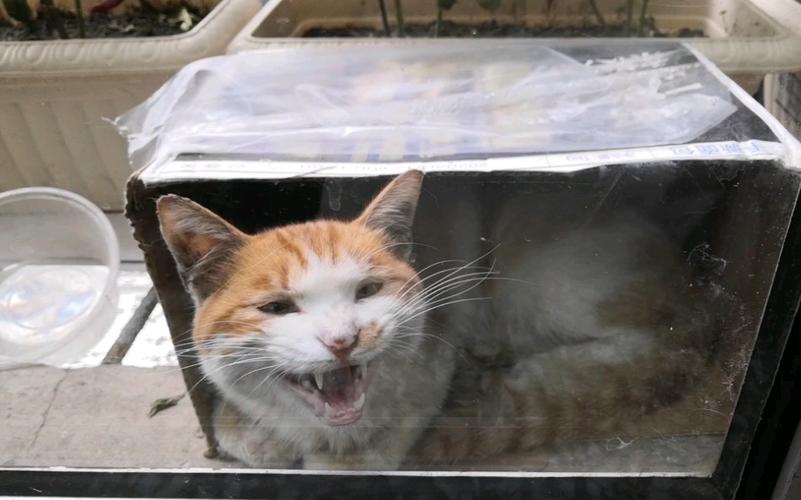猫猫喵呜喵呜的叫是什么缩略图