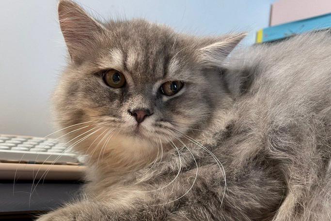 钱钟书《猫》在线阅读缩略图