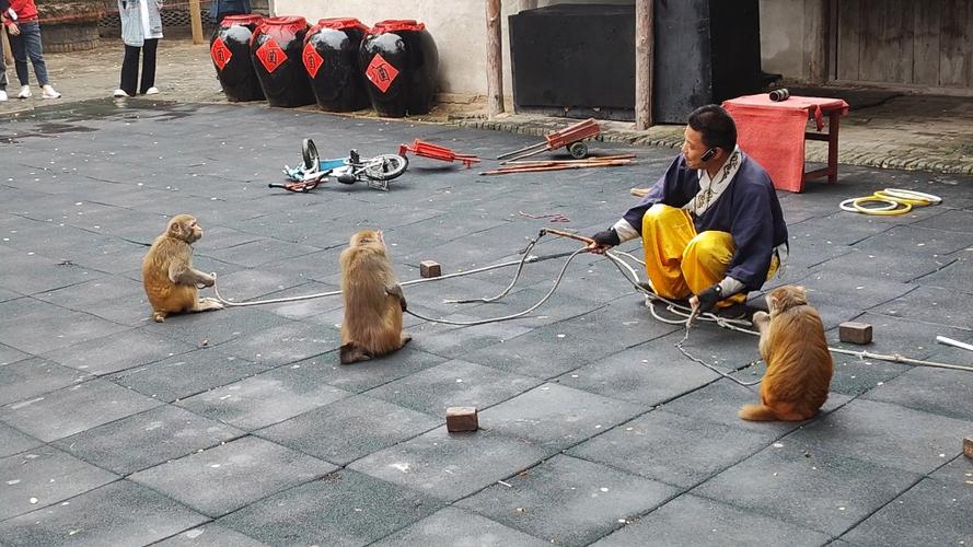 耍猴视频搞笑缩略图