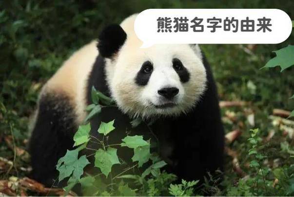 大熊猫姓名一览表
