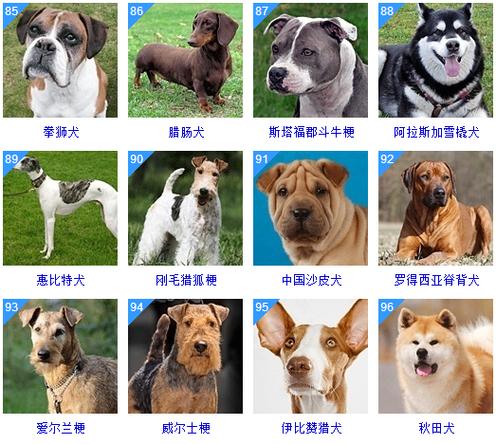 霸气大型犬名字大全缩略图