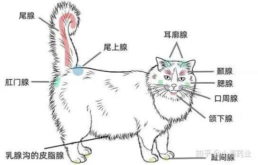 公猫嚎叫怎么办