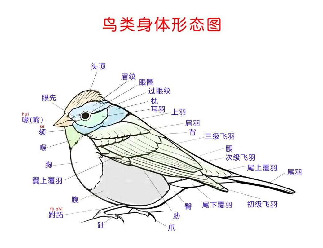 百灵鸟开挂框架怎么用缩略图