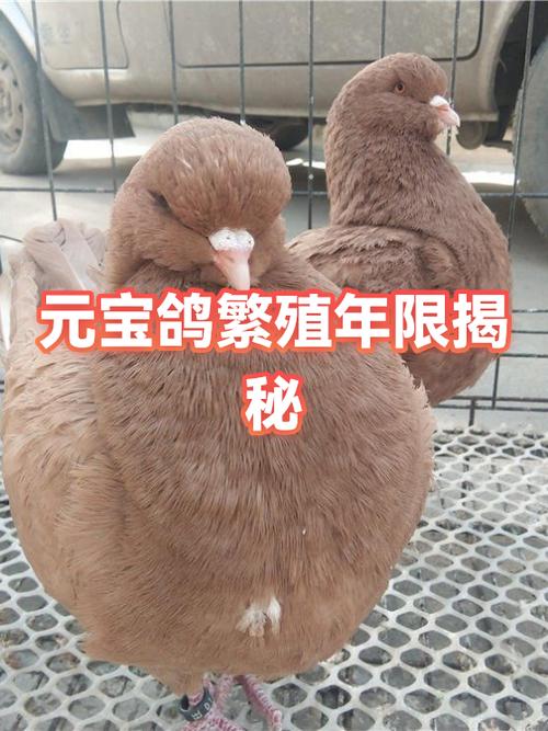 元宝鸽繁殖能力有几年游戏截图