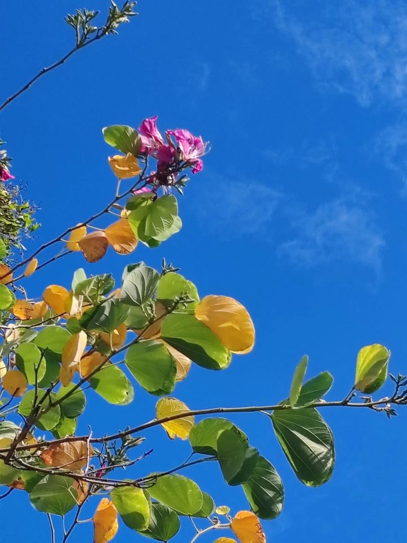 春花对什么秋花对什么缩略图