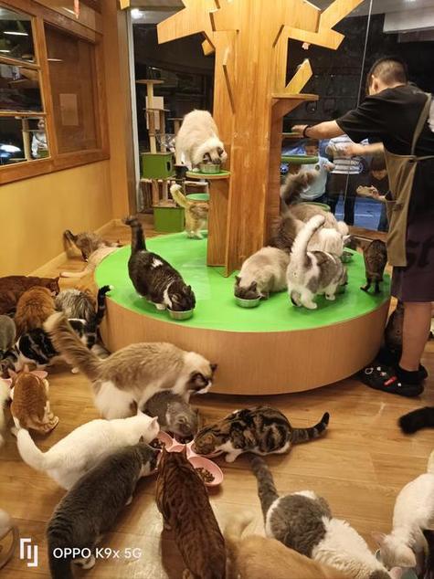 猫咪官网app安卓下载缩略图