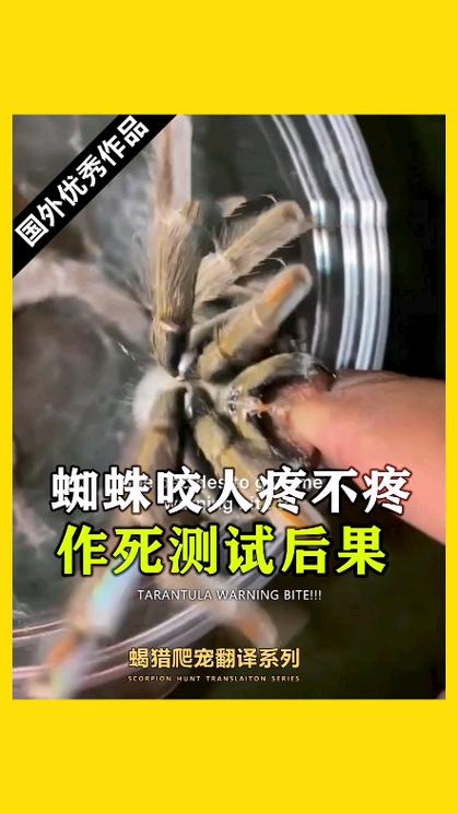 弄死一只蜘蛛有啥后果
