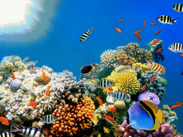 手机水族馆动态屏保下载图标