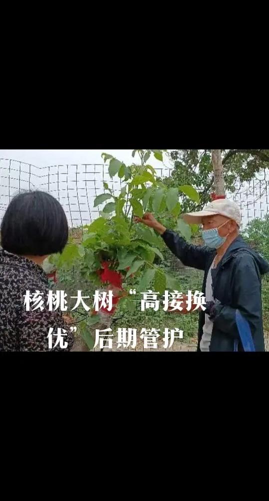 核桃树上能接啥树缩略图