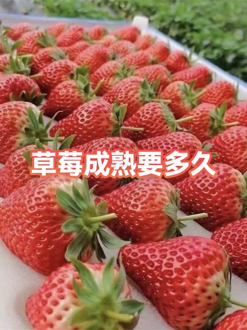 草莓转赚钱缩略图