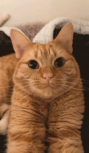 小橘猫多少钱一只游戏截图