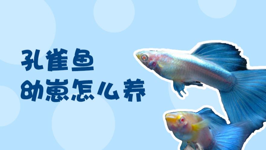 孔雀鱼幼崽一天喂几次游戏截图
