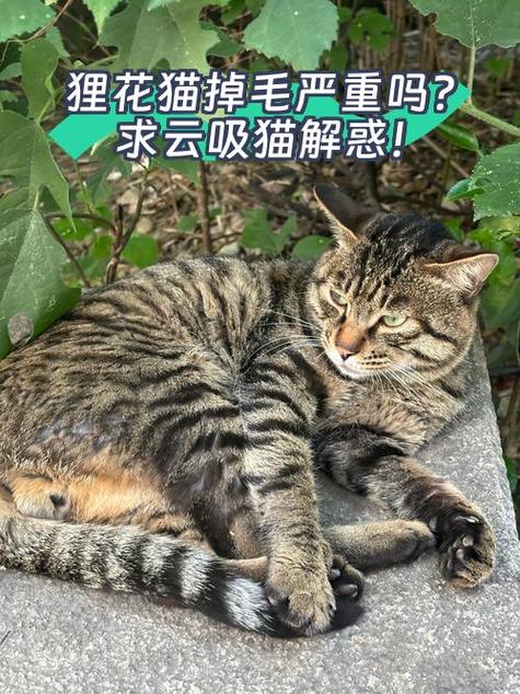 云吸猫养猫猫红包缩略图