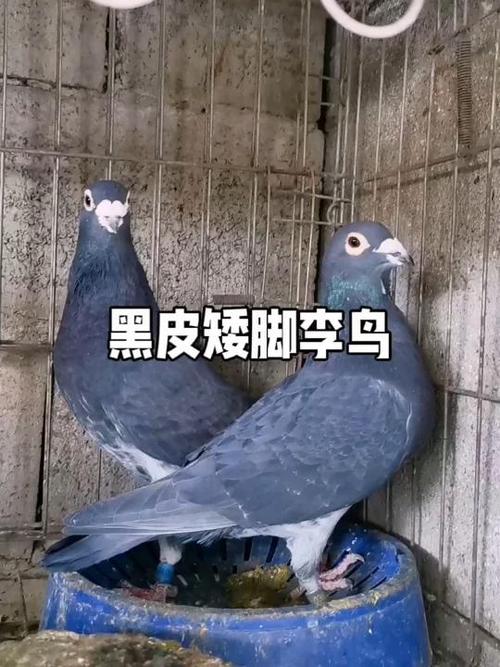 黑皮鸽子配黑二杠