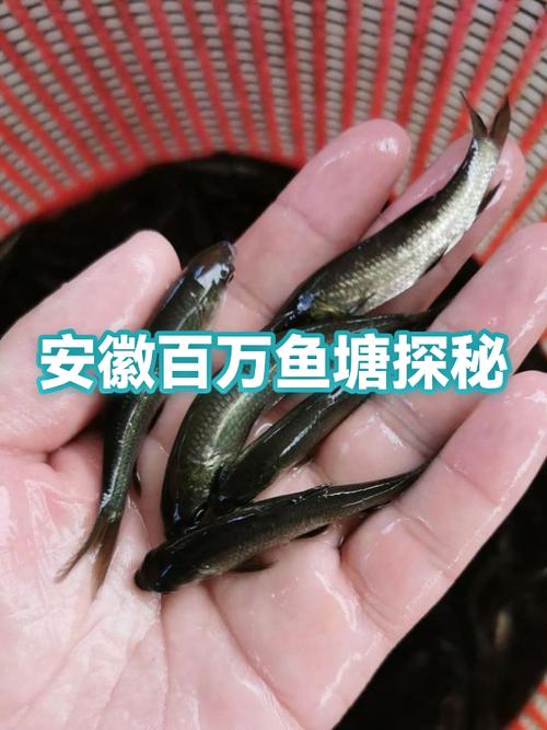 超级大鱼塘是真的赚钱吗缩略图