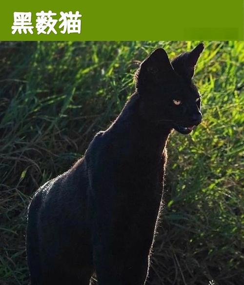 黑猫是招鬼还是招财缩略图