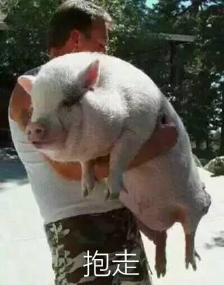 抱猪表情包游戏截图