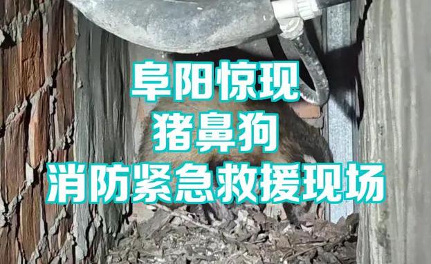 长着猪鼻子的狗叫什么