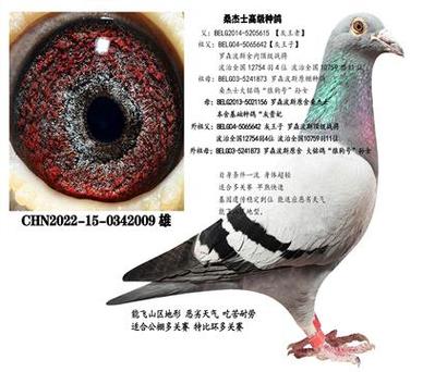 灰鸽最贵三个品种缩略图