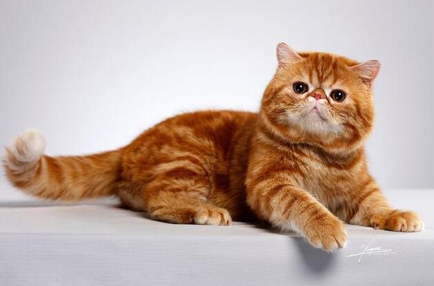 加菲是大型还是小型猫
