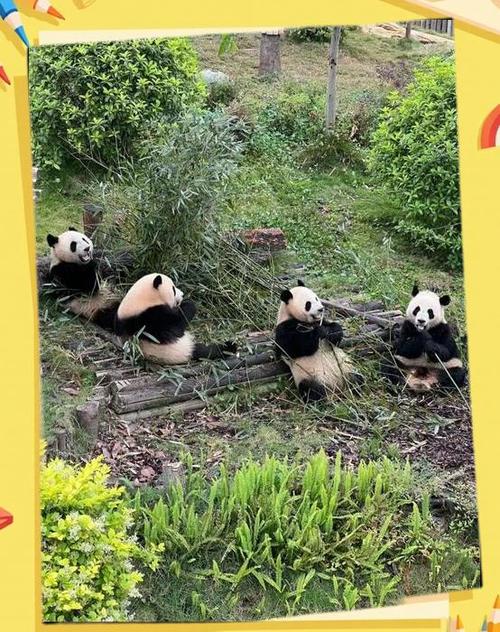 大熊猫的资料介绍三年级可打印缩略图