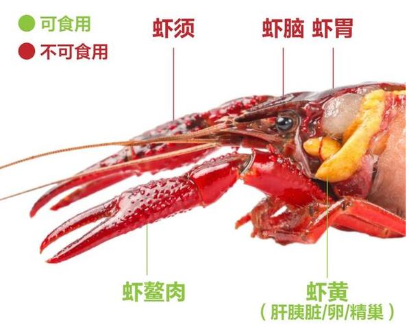 虾尾为何要尽量少吃