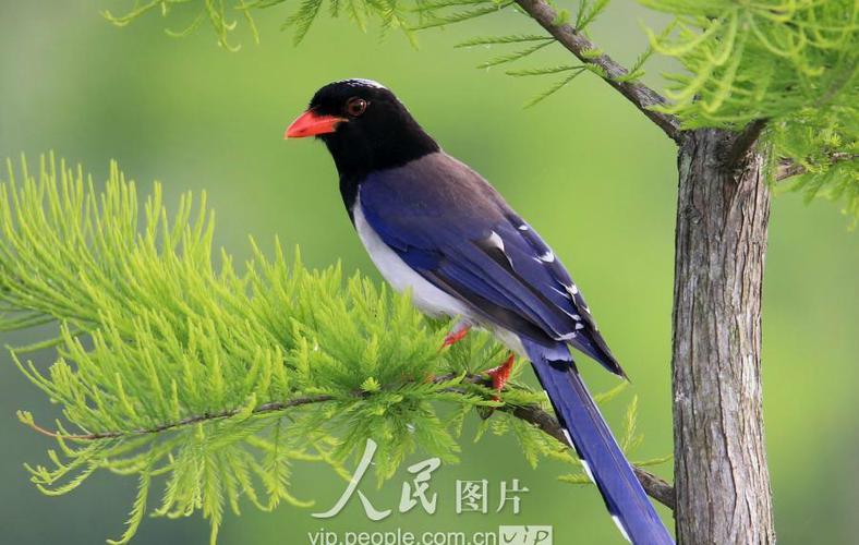 长尾喜鹊缩略图