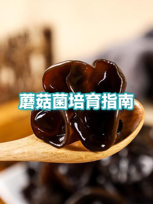 蘑菇的培养方法过程