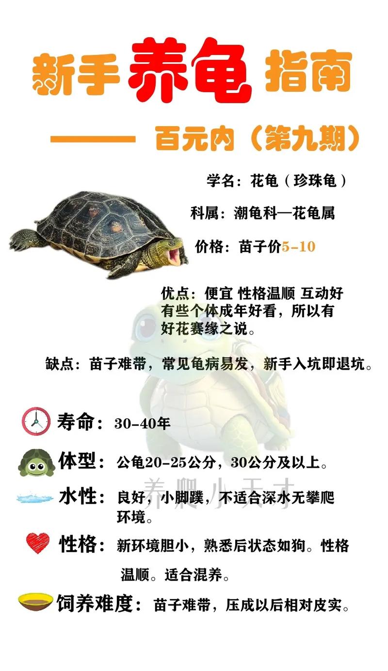养一只花龟会判几年