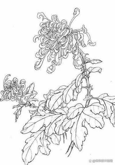 菊花怎么画简单又好看缩略图