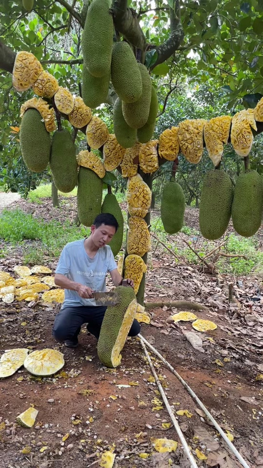 菠萝蜜有点脆脆的是没有熟吗缩略图